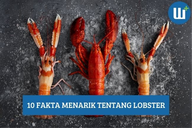 10 Fakta Menarik Tentang Lobster, Simak Yuk!